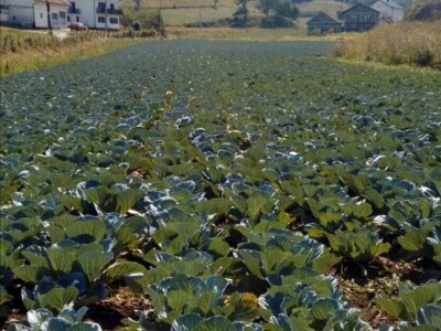 Fahira i Adil Prijić: Iz perspektive prodavača na pijaci