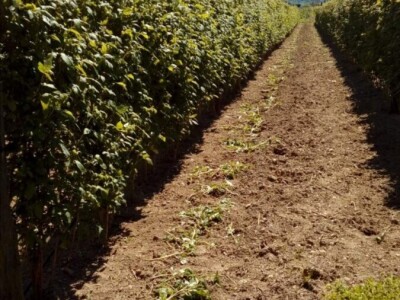 Fahira i Adil Prijić: Iz perspektive prodavača na pijaci