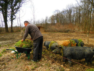 Fajferice u iščekivanju Fajferice u iščekivanju