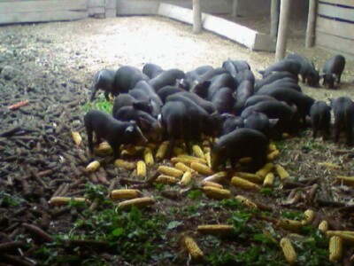 Baci im se kukuruz u klipu i to mi je najčešće dovoljno