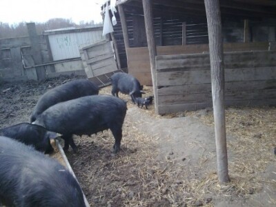 Crna slavonska svinja u Črnkovcima