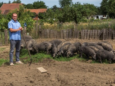 Crne slavonske svinje