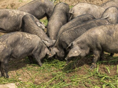 Crne slavonske svinje