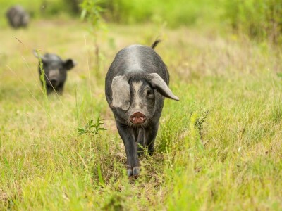 Crne slavonske svinje