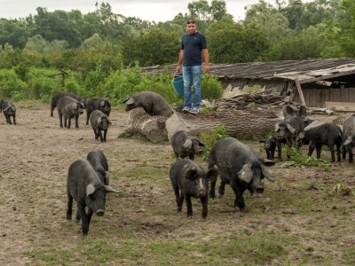 Crne slavonske svinje