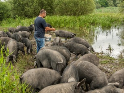 Crne slavonske svinje