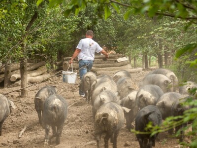 Crne slavonske svinje