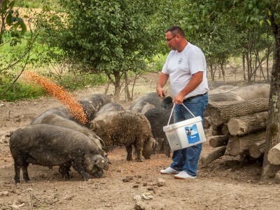 Crne slavonske svinje