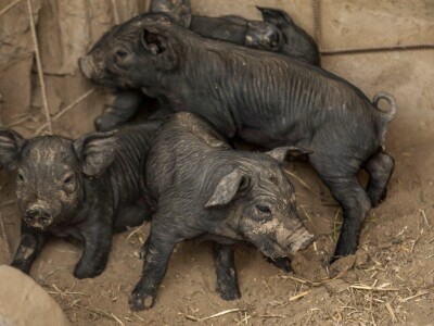 Crne slavonske svinje