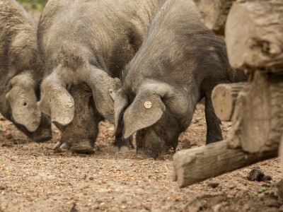 Crne slavonske svinje