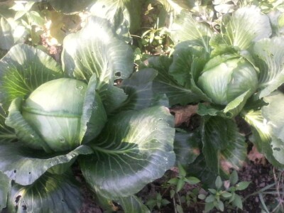 Fantastična zimnica iz organske bašte Slavice Petrušić