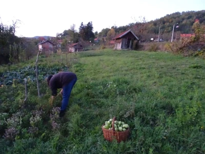 Fantastična zimnica iz organske bašte Slavice Petrušić