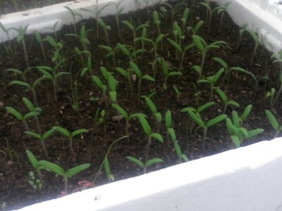 Fantastična zimnica iz organske bašte Slavice Petrušić