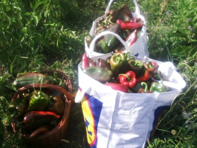 Fantastična zimnica iz organske bašte Slavice Petrušić