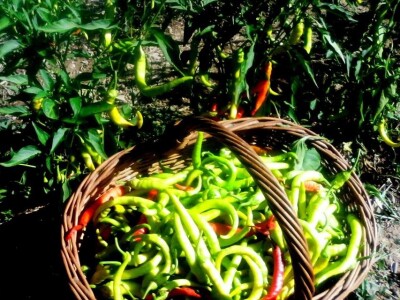 Fantastična zimnica iz organske bašte Slavice Petrušić