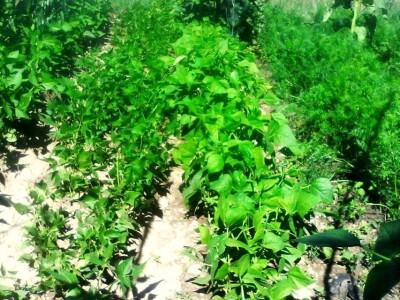 Fantastična zimnica iz organske bašte Slavice Petrušić