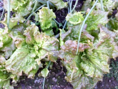 Fantastična zimnica iz organske bašte Slavice Petrušić