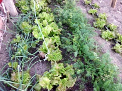 Fantastična zimnica iz organske bašte Slavice Petrušić