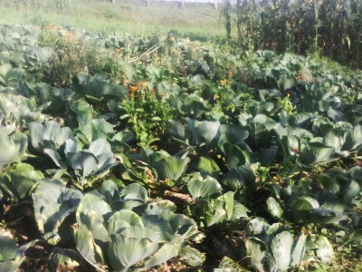 Fantastična zimnica iz organske bašte Slavice Petrušić