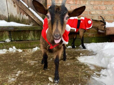 Farma alpskih koza u Donjoj Slatini