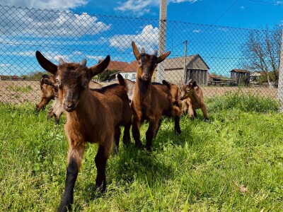Farma alpskih koza u Donjoj Slatini