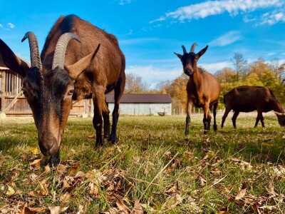 Farma alpskih koza u Donjoj Slatini
