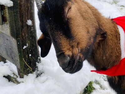 Farma alpskih koza u Donjoj Slatini