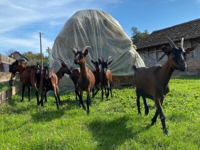 Farma alpskih koza u Donjoj Slatini
