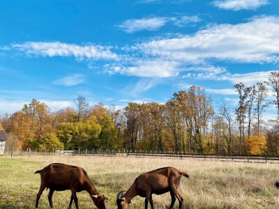 Farma alpskih koza u Donjoj Slatini