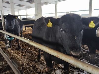 Farma angus goveda, Novi Slankamen