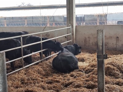 Farma angus goveda, Novi Slankamen