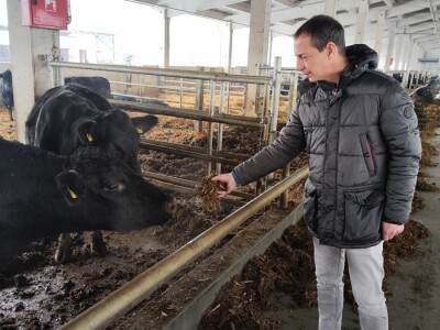 Farma angus goveda, Novi Slankamen