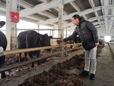 Farma angus goveda, Novi Slankamen