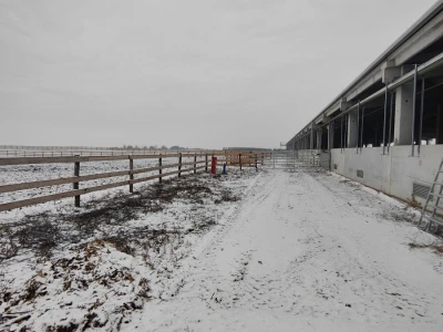 Farma angus goveda, Novi Slankamen