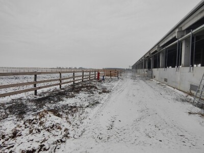 Farma angus goveda, Novi Slankamen