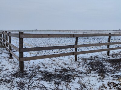 Farma angus goveda, Novi Slankamen