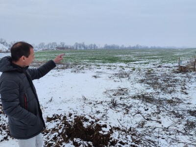 Farma angus goveda, Novi Slankamen