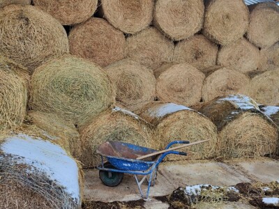 Farma angus goveda, Novi Slankamen