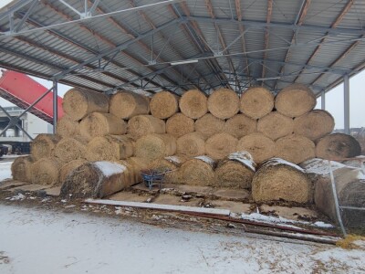 Farma angus goveda, Novi Slankamen