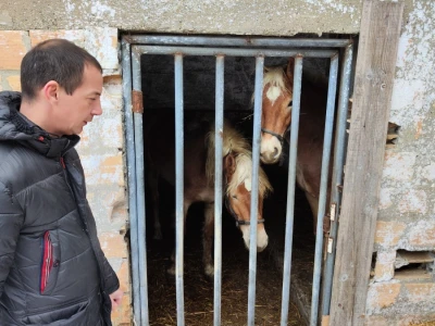 Farma angus goveda, Novi Slankamen