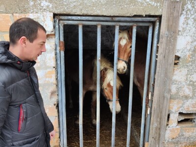 Farma angus goveda, Novi Slankamen