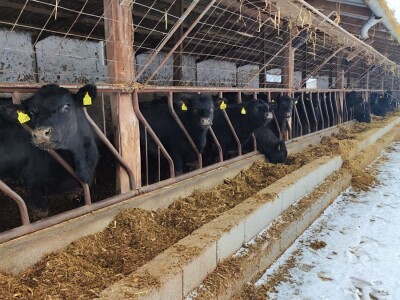 Farma angus goveda, Novi Slankamen
