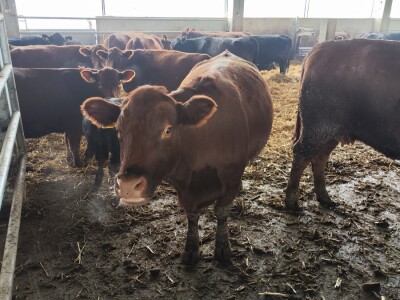 Farma angus goveda, Novi Slankamen