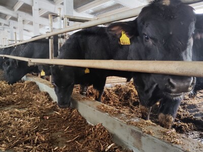 Farma angus goveda, Novi Slankamen