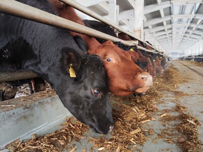 Farma angus goveda, Novi Slankamen