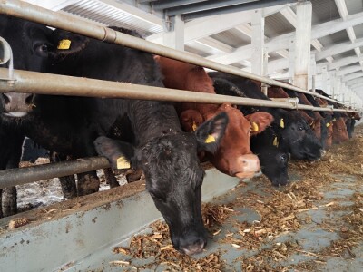 Farma angus goveda, Novi Slankamen