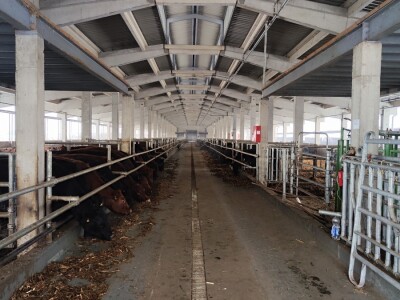 Farma angus goveda, Novi Slankamen