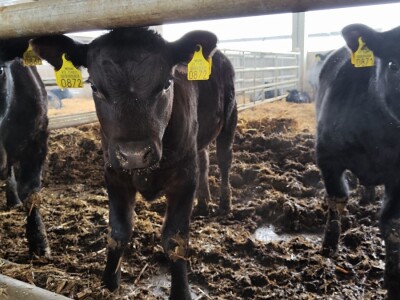 Farma angus goveda, Novi Slankamen