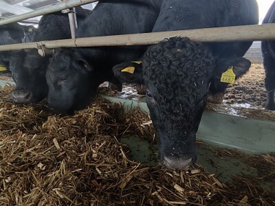 Farma angus goveda, Novi Slankamen