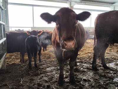 Farma angus goveda, Novi Slankamen